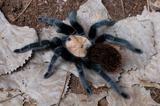 Tarantula Canada