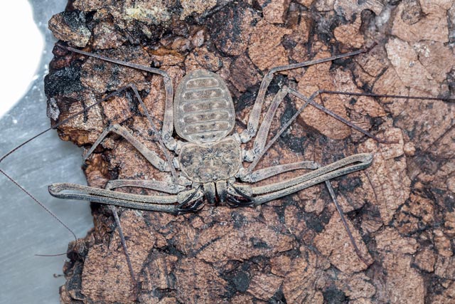 Tarantula Canada