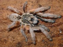 Tarantula Canada