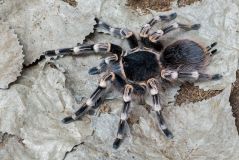 Tarantula Canada