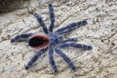 Tarantula Canada