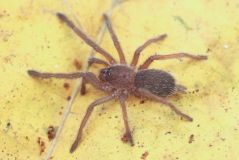 Tarantula Canada